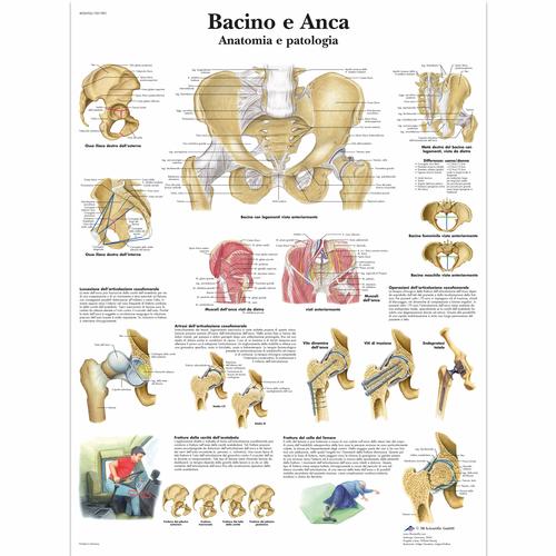 Bacino e Anca - Anatomia e patologia, 4006906 [VR4172UU], Csontrendszer