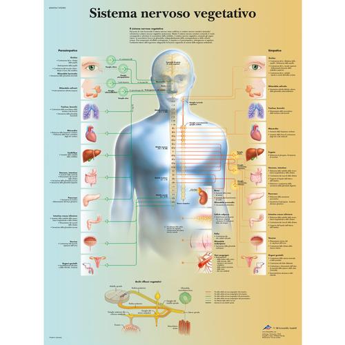 Sistema nervoso vegetativo, 1002083 [VR4610L], Agy és idegrendszer