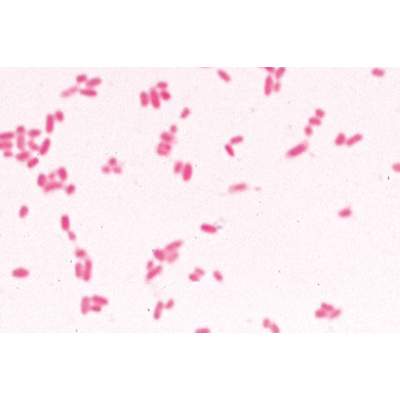 Baktérium alapkészlet - Spanyol nyelvű, 1003887 [W13011S], LIEDER mikrometszetek