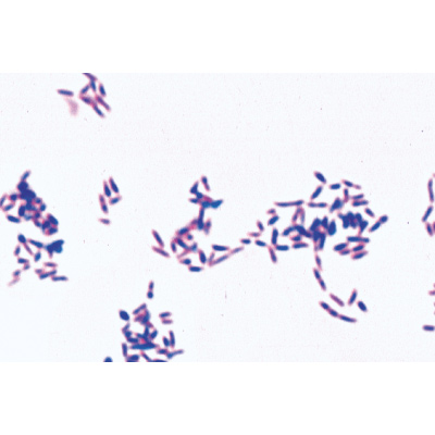 Baktérium alapkészlet - Spanyol nyelvű, 1003887 [W13011S], LIEDER mikrometszetek