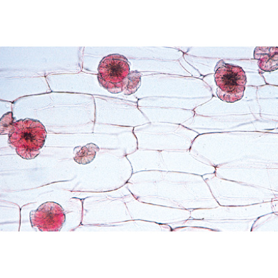 Magasabbrendű növények II.: Sejtek és szövetek, 1003910 [W13017P], Portugál