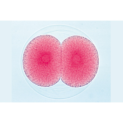 Tengeri sün embriológia (Psammechinus miliaris) - Német nyelvű, 1003944 [W13026], Német