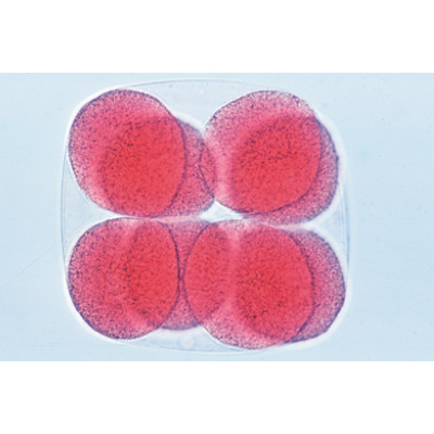 Tengeri sün embriológia (Psammechinus miliaris) - Német nyelvű, 1003944 [W13026], Német