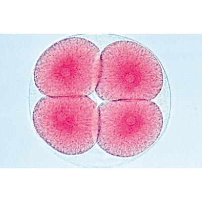 Tengeri sün embriológia (Psammechinus miliaris) - Spanyol nyelvű, 1003947 [W13026S], Spanyol