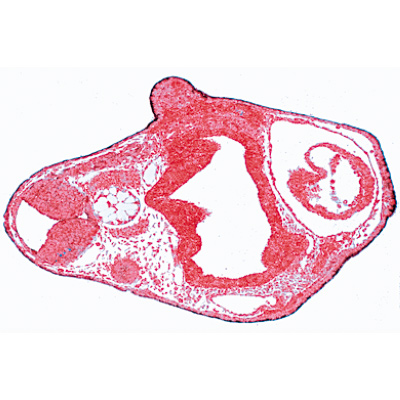 Béka embriológia (Rana) - Spanyol nyelvű, 1003951 [W13027S], Spanyol