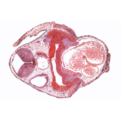 Béka embriológia (Rana) - Spanyol nyelvű, 1003951 [W13027S], Spanyol