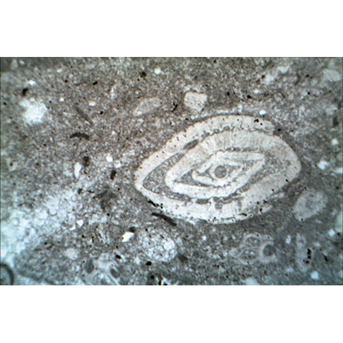 Mikrometszet készlet: Üledékes kőzetek, 1018500 [W13152], Kőzettan