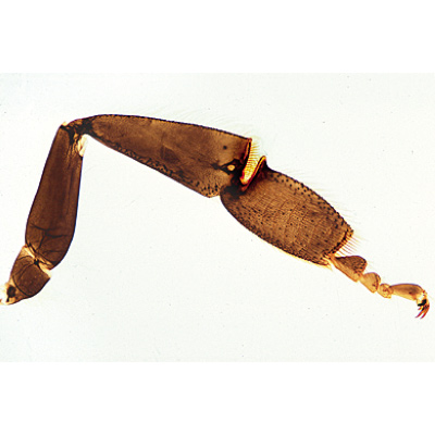 Méh (Apis mellifera) - Német nyelvű, 1004210 [W13340], Gerinctelenek (Invertebrata)
