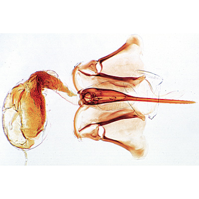 Méh (Apis mellifera) - Német nyelvű, 1004210 [W13340], Gerinctelenek (Invertebrata)