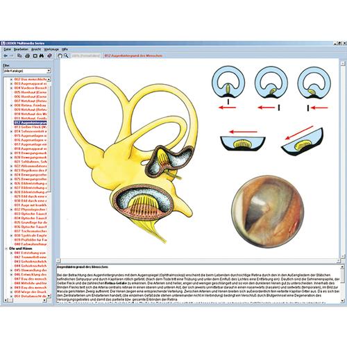 Sense organs as a window to the world, Interactive CD-ROM, 1004276 [W13507], Biológiai software