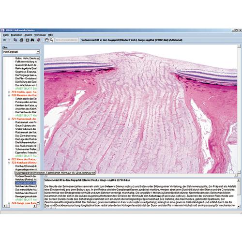 Sense organs as a window to the world, Interactive CD-ROM, 1004276 [W13507], Biológiai software