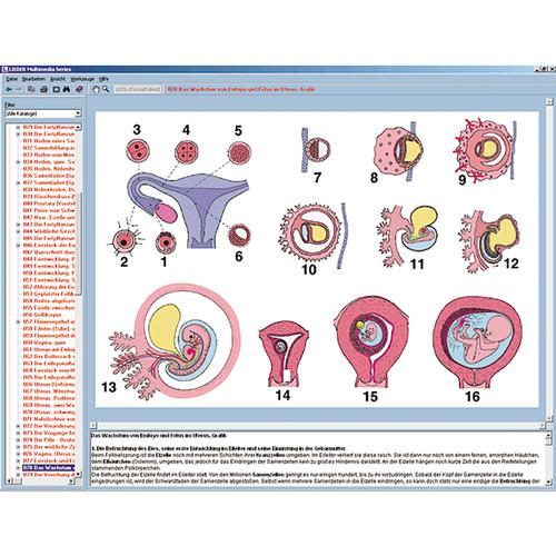 Szaporodás és szexuális felvilágosítás, interaktív CD-ROM, 1004279 [W13510], Biológiai software