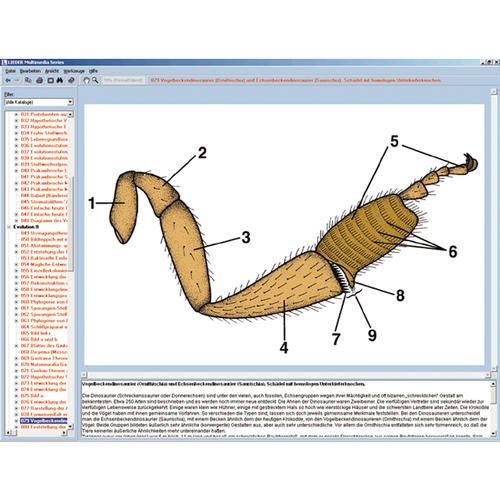A rovarok világa, interaktív CD-ROM, 1004291 [W13522], Biológiai software