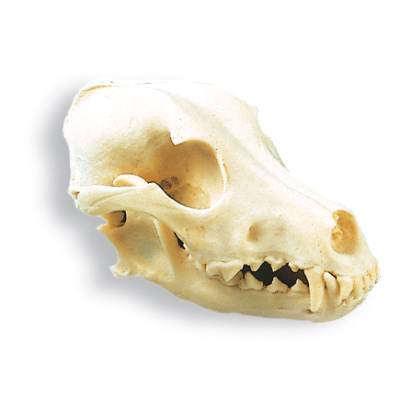 Kutya koponya (Canis domesticus), 1005104 [W19010], Ragadozók (Carnivora)