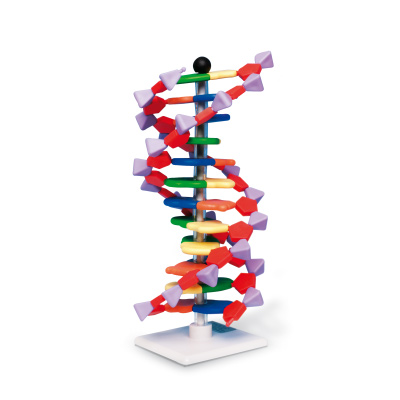 Haladó mini DNS (12 réteg), 1005298 [W19763], DNS-szerkezet és -funkció