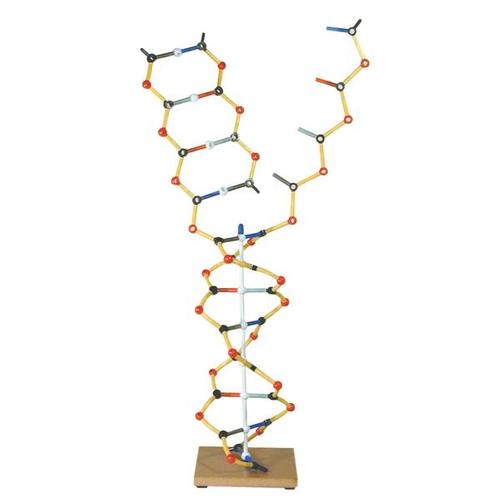 DNS - RNS modell, 1005302 [W19801], DNS-szerkezet és -funkció