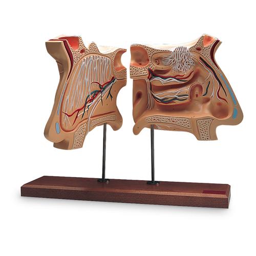 Orr és szaglószerv, eredeti méret 4-szerese, 1005531 [W42506], Fül-orr-gégészeti modellek
