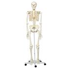 Skeleton Models - Life size