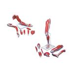 Anatomy Set Life-Sized Muscled Arm & Leg Luxury, 8001089 [3010307], Izomzati modellek