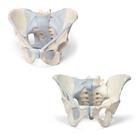 Anatomy Set Male & Female Pelvic Skeleton with Ligaments, 8001094 [3010313], Nemi szerv és medence modellek
