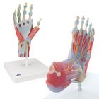 Anatomy Set Hand & Foot, 8000839, Láb és lábfej modellek