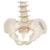Mini gerincoszlop, rugalmas - 3B Smart Anatomy, 1000042 [A18/20], Mini csontváz modellek (Small)
