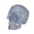 Klasszikus áttetsző koponya, 3 részes, 1020164 [A20/T], Koponya modellek (Small)