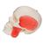 3B Scientific® rendszer koponya – kombinált áttetsző/csontos koponya, 8 részes - 3B Smart Anatomy, 1000063 [A282], Koponya modellek (Small)