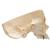 3B Scientific® rendszer koponya – kombinált áttetsző/csontos koponya, 8 részes - 3B Smart Anatomy, 1000063 [A282], Koponya modellek (Small)