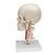 3B Scientific® rendszer koponya – oktató Deluxe koponya, 7 részes - 3B Smart Anatomy, 1000064 [A283], Koponya modellek (Small)