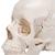 3B Scientific® Koponyakészlet – anatómiai változat, 22 részes - 3B Smart Anatomy, 1000068 [A290], Koponya modellek (Small)