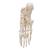 Lábfej csontos váza, 1019355 [A30], Láb és lábfej modellek (Small)