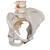 Klasszikus hajlékony gerinc női medencével - 3B Smart Anatomy, 1000124 [A58/4], Gerincoszlop modellek (Small)
