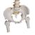 Örökéletű hajlékony gerinc, akárcsak az A59/1, de combcsontcsonkot is tartalmaz - 3B Smart Anatomy, 1000131 [A59/2], Gerincoszlop modellek (Small)