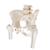 Medence csontváz, női, eltávolítható combcsontcsonkkal - 3B Smart Anatomy, 1000135 [A62], Nemi szerv és medence modellek (Small)