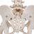 Medence csontváz, női, eltávolítható combcsontcsonkkal - 3B Smart Anatomy, 1000135 [A62], Nemi szerv és medence modellek (Small)