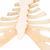 Szegycsont bordaporccal - 3B Smart Anatomy, 1000136 [A69], Egyéb csont modellek (Small)