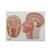 A fej középkeresztmetszete - 3B Smart Anatomy, 1022187 [C13], Fej modellek (Small)