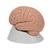 Bevezető agy, 2 részes - 3B Smart Anatomy, 1000223 [C15/1], Agy modellek (Small)