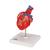 Klasszikus szív bypass-szal, 2 részes, 1017837 [G05], Szív és érrendszeri modellek (Small)