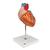 Szív, az eredeti méret 2-szerese, 4 részes - 3B Smart Anatomy, 1000268 [G12], Szív és érrendszeri modellek (Small)