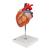 Szív, az eredeti méret 2-szerese, 4 részes - 3B Smart Anatomy, 1000268 [G12], A szív egészségével és fitnesszel kapcsolatos oktatás (Small)