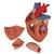 Szív, az eredeti méret 2-szerese, 4 részes - 3B Smart Anatomy, 1000268 [G12], A szív egészségével és fitnesszel kapcsolatos oktatás (Small)
