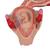 Embrió modell, 2. hónap - 3B Smart Anatomy, 1000323 [L10/2], Ember (Small)