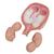5. hónapos ikermagzatok, normál pozíció - 3B Smart Anatomy, 1000328 [L10/7], Terhességi modellek (Small)
