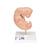 Embrió, az eredeti méret 25-szöröse, 1014207 [L15], Terhességi modellek (Small)