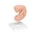 Embrió, az eredeti méret 25-szöröse, 1014207 [L15], Ember (Small)