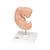 Embrió, az eredeti méret 25-szöröse, 1014207 [L15], Terhességi modellek (Small)