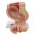 Terhesség alatti medence, 3 részes - 3B Smart Anatomy, 1000333 [L20], Terhességi modellek (Small)