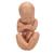 Terhesség alatti medence, 3 részes - 3B Smart Anatomy, 1000333 [L20], Ember (Small)